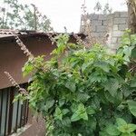 Ocimum lamiifolium Συνήθη χαρακτηριστικά