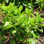 Hydrangea paniculata पत्ता