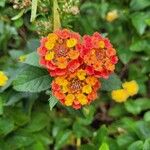 Lantana × strigocamara Flower