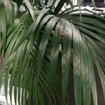 Howea forsteriana Hoja