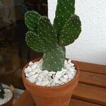 Consolea rubescens Hoja