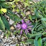 Centaurea pectinata Blüte