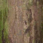 Eperua rubiginosa Corteza