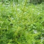 Rumex maritimus عادت