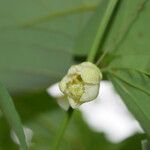 Passiflora biflora 花