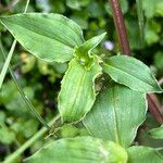 Tinantia erecta Blatt