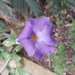 Thunbergia erecta Flors