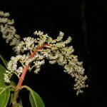 Miconia trinervia Flower