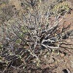 Euphorbia balsamifera Leaf