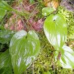 Maianthemum bifoliumFolha