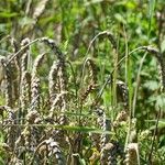 Triticum aestivum Blatt