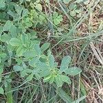 Trigonella foenum-graecum पत्ता