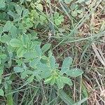 Trigonella foenum-graecum Leaf