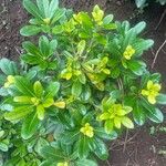 Pittosporum heterophyllumपत्ता