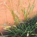 Setaria pumila موطن