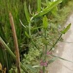 Ammannia baccifera Lorea