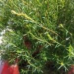 Diosma hirsuta 葉