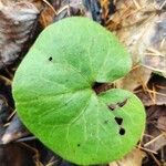 Asarum europaeum 葉