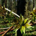 Sambucus racemosa Folha