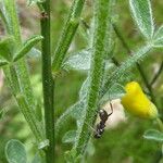 Cytisus balansae Coajă