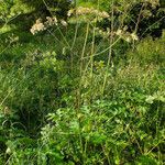 Heracleum sphondylium Habitus