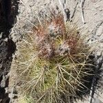 Austrocactus coxii Hábito