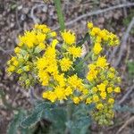 Senecio aronicoides Floare