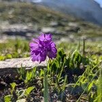 Primula glutinosa Blomst