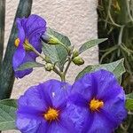 Solanum laciniatum Кветка