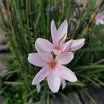 Watsonia borbonica花