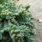 Sedum dasyphyllum Folha