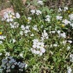 Arabidopsis arenosa Fleur