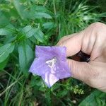 Campanula persicifolia Квітка