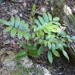 Soulamea tomentosa Habit