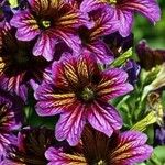 Salpiglossis sinuata Çiçek