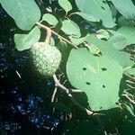 Annona senegalensis Fruit