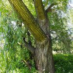 Salix lucida Habitat