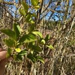 Ligustrum ovalifoliumLeaf