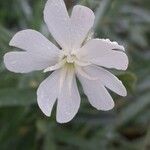 Silene noctifloraLorea