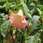 Brugmansia suaveolensKukka