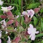 Silene × hampeana Habitus