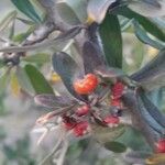 Pyracantha angustifolia Ffrwyth