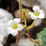 Saxifraga caesia Blüte