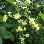 Cordia dentata Flower