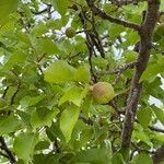 Prunus armeniaca Лист