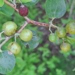 Ziziphus spina-christi Frukt