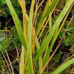 Achnatherum calamagrostis Blatt