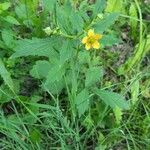 Geum macrophyllumKvět