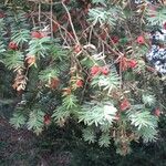 Taxus brevifolia Frucht