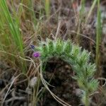 Echium arenarium പുഷ്പം